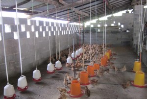 The advent of domestic t5 high bay poultry lights