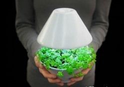 Vegetables grow under "water", the advanced LED lights act as the "sun"