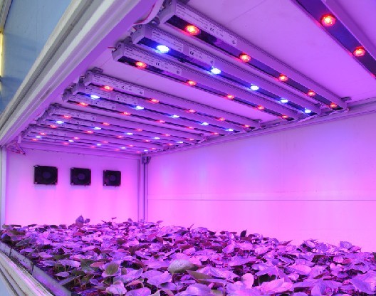 Currently used artificial lighting technologies in greenhouses are fluorescent lamps, high pressure sodium lamps, low pressure sodium lamps and metal halide lamps.