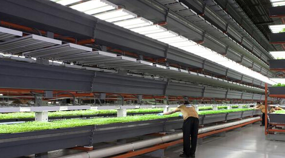 LED grow lights to change the future of agricultural production patterns