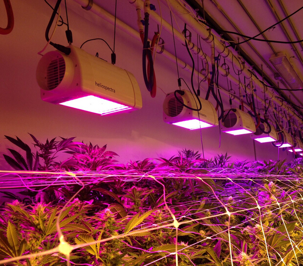 LED Grow Light will have national standards