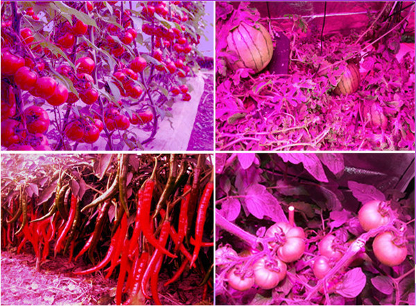 Jiangxi LED vegetable factory output good quality vegetables