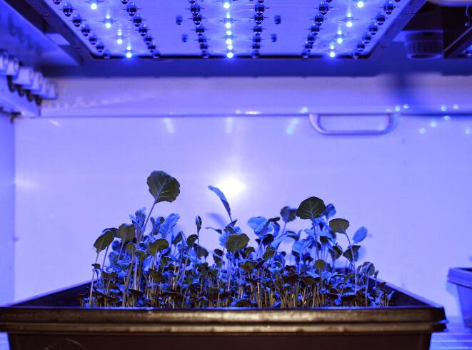 LED lighting plant development faces four major challenges