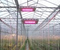 illuminator led grow lights are rising