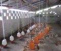 The advent of domestic t5 high bay poultry lights