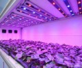 Japan use the best led grow light to shorten the 1/3 of the lettuce growing season