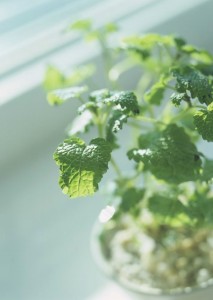 History of the LED street lighting: as fast as a train History of the LED street lighting: as fast as a train