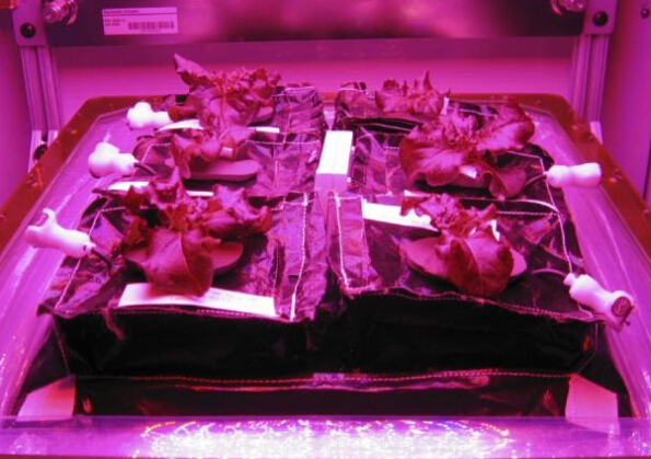 LED lighting technology with its own astronauts or vegetables