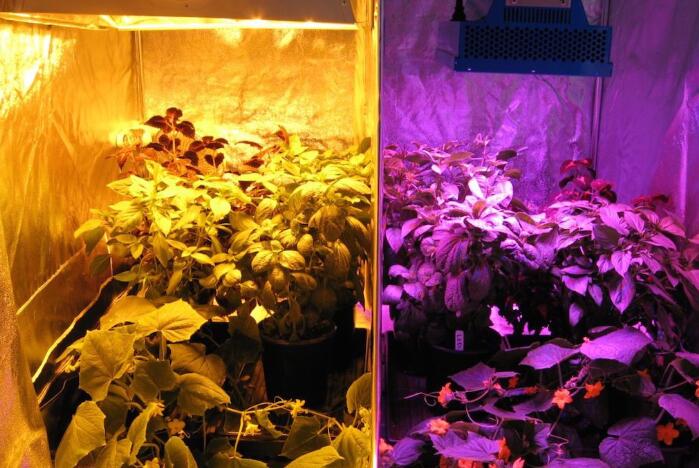 LED replaces high pressure sodium lamp to promote plant growth