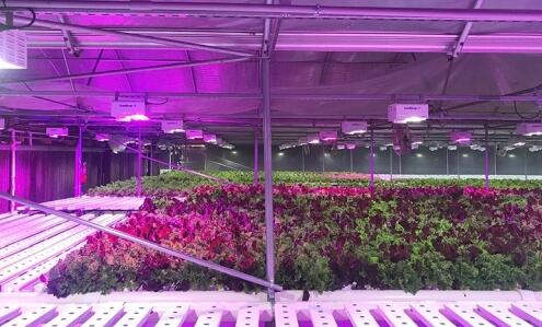 Nichia joins Dutch agricultural company to develop LED horticultural lighting market