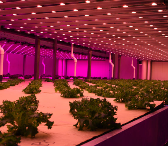 LED grow lights are the mainstream in the future