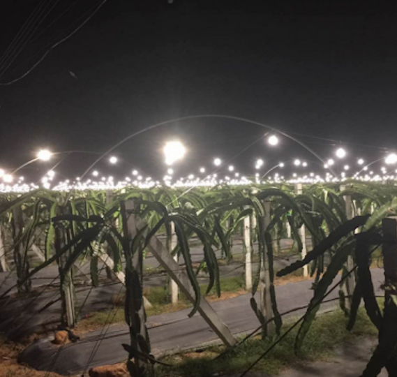 LED plant growth lights light up the dragon fruit field