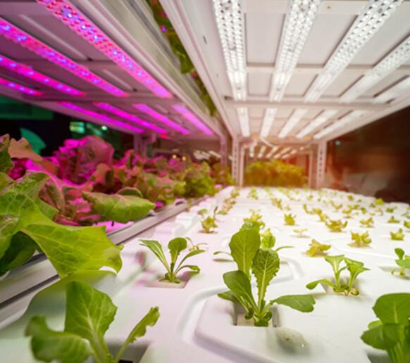 LED plant lighting is beneficial to greenhouses, but standards need to be improved