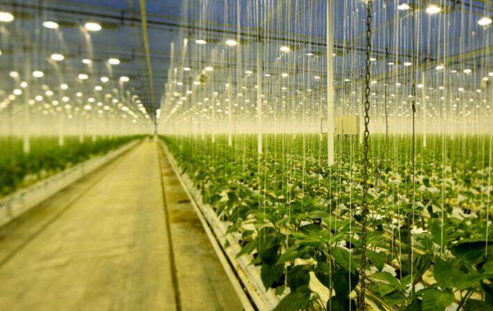 Osram's new upgraded white LED illuminates new agricultural development
