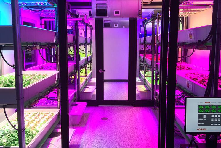 LED grow lights have a great impact on the growth of seedlings