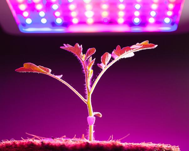 Advantages of LED plant lighting