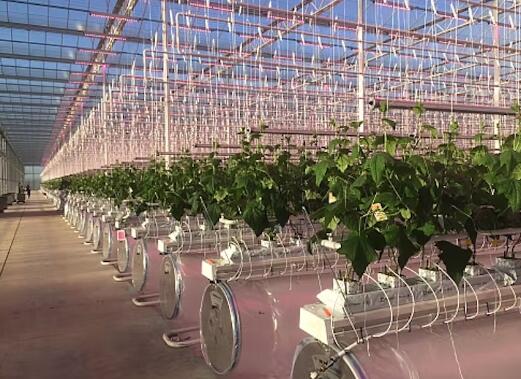 LED plant lights help French growers increase cucumber production