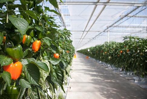 Ningxia's first LED smart plant factory built