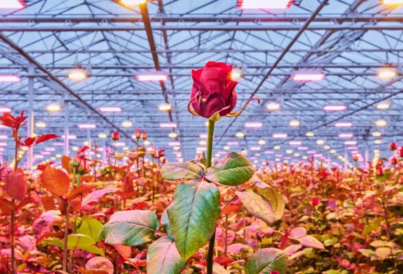 Canadian greenhouse introduces LED lighting system to increase seedling production