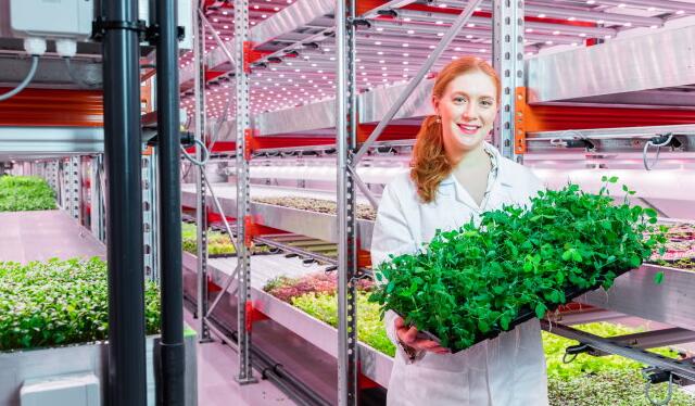 LED lighting helps grow vegetables in supermarkets