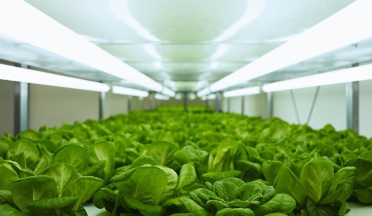 LED Plant Farm Produces Vegetables and Provides Heat