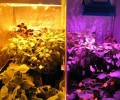 LED replaces high pressure sodium lamp to promote plant growth