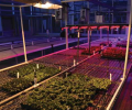 Choose the right lighting for your greenhouse