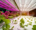 LED plant lighting is beneficial to greenhouses, but standards need to be improved