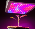 LED plant light and other regulation of jujube production period