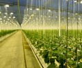 Osram's new upgraded white LED illuminates new agricultural development