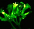 Scientists develop plants that glow green under LED lighting