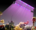 Can led lights fill plants with light?
