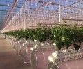 LED plant lights help French growers increase cucumber production