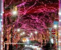 100,000 LED bulbs in Tokyo create alternative cherry blossoms