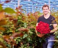 Signify researches LED lighting technology for cut roses