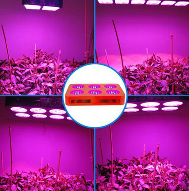 Plant Factory use LED Grow Lights increase the growth regulator