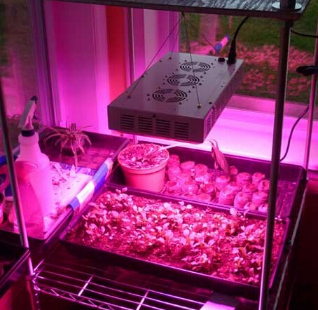 China LED Grow Light Technology Development poor market