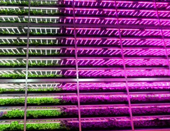 The world's largest LED lighting plant factory