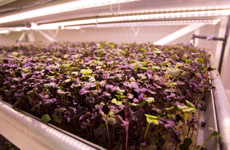 World War II air-raid shelter was transformed into the world's first underground farms