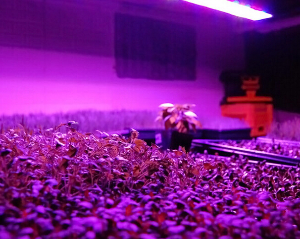 The key factor for grow light and LED lighting product requirements