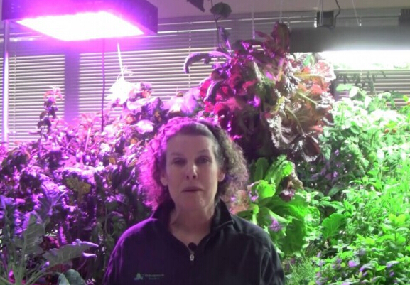 LED grow light application prospects
