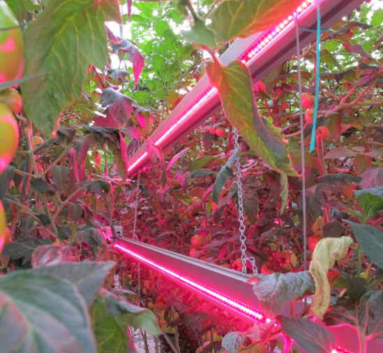 CSA publish standard LED Grow Lights