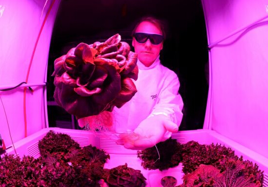 Space planting inseparable LED Grow Lights