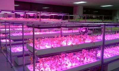 The global LED lighting output usher in rapid application of plant growth