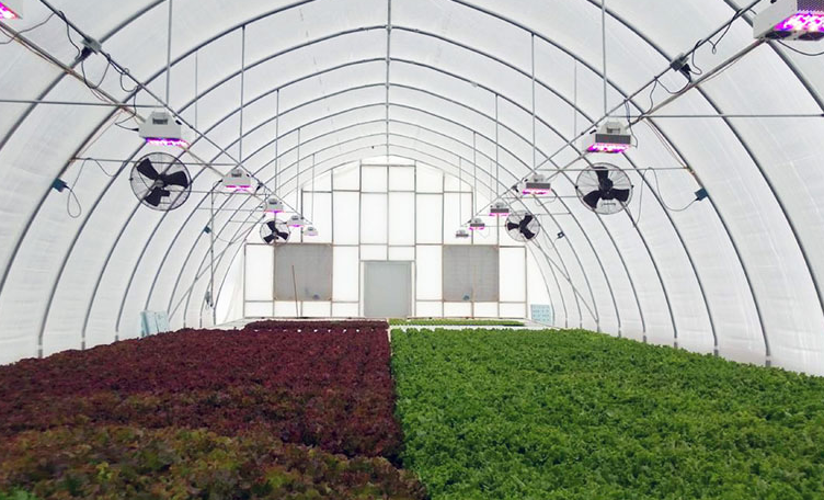 The commercial demand for LED plant light greenhouse production