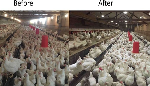 LED lighting performance in chicken farm