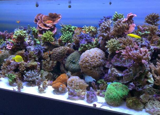 OSRAM LED lighting create a top-level aquarium environment