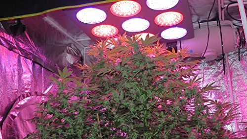Cree Release Red led grow lighting