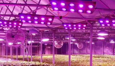 Demands of LED grow light is beginning to show rapid growth