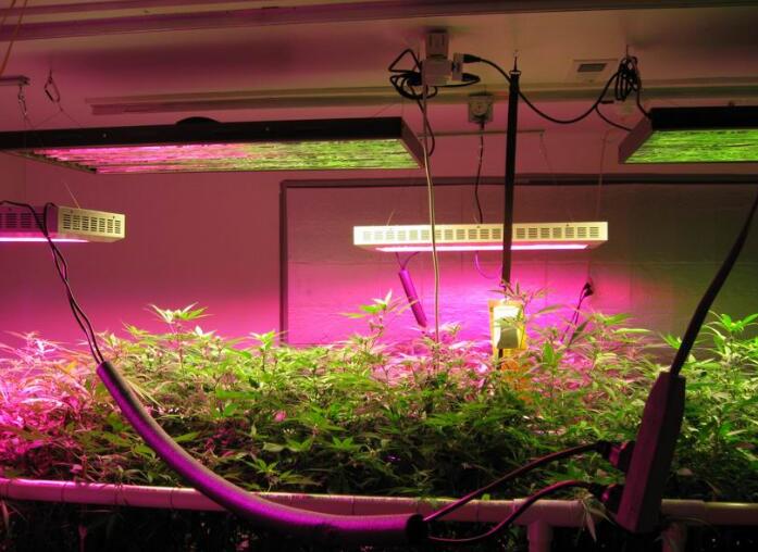 LED Grow Light Market Scale Forecast